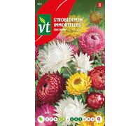 Immortelles Tom Thumb Graines - Fleurs à sécher