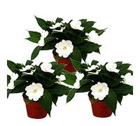Impatiens New Guinée Lot de 3 plants de guinée Blanc 12 cm