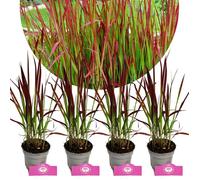 Imperata cylindrica Red Baron