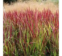 Imperata Red Baron - Une graminée vivace et rustique pour jardin