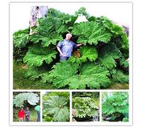 impianto di Gunnera Manicata Chiamato anche pianta gigante rabarbaro crescere in ombra parziale enormi foglie delle piante all'aperto nel giardino di 50 pc/Bag