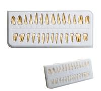 Implant dentaire permanent modèle 28 pièces bicolores adultes bouche complète standard 1:1 produit de pratique dentaire modèle de dents pour étude de démonstration M7021