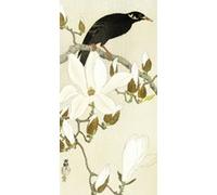Impression d'art Ohara Koson Myna On Magnolia Branch 40 cm x 20 cm G