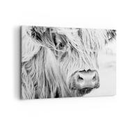 Impression sur Toile 100x70cm Tableaux Image Photo Vache Écossais Des Animaux