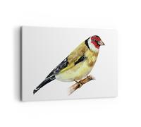 Impression sur Toile 120x80cm Tableaux Image Photo Chardonneret Oiseau Aquarelle