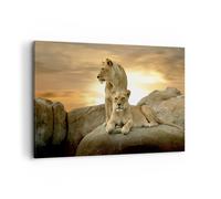 Deco Décoration Salon Lions Coucher de soleil Roches griffes Moderne Impression sur Toile 120x80cm Image Tableau Decoration Murale Chambre Horizontal Art Wall Tableaux Decoratifs Muraux AA120x80-2958