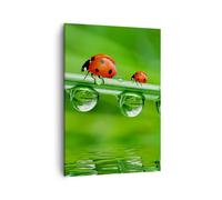 Impression sur Toile 50x70cm Tableaux Image Coccinelles eau vert environnement