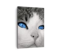 Impression sur Toile 50x70cm Tableaux Image Photo Chat animaux yeux bleus