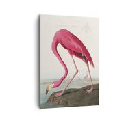 Impression sur Toile 50x70cm Tableaux Image Photo Flamant Rose Oiseau Exotisme