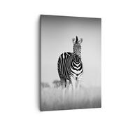 Impression sur Toile 50x70cm Tableaux Image Zèbres Photographie Noir Et Blanc