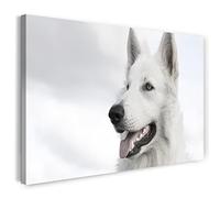 Impression sur toile (60x40 cm) Berger Blanc Suisse, chien blanc animal de compagnie mignon, couleurs fantastiques, photo d'animal, photographie de nature, toile sur cadre en bois