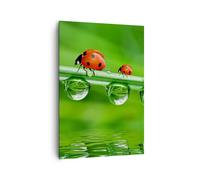 Impression sur Toile 70x100cm Tableaux Image Coccinelles eau vert environnement