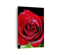 Impression sur Toile 70x100cm Tableaux Image Photo Rose fleur pétales eau