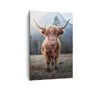 Impression sur Toile 70x100cm Tableaux Image Photo Scotch Vache Pâturage