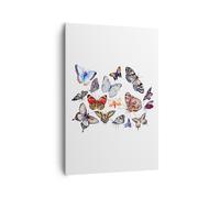 Impression sur Toile 70x100cm Tableaux Papillons illustration colorés ailes