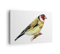 Impression sur Toile 70x50cm Tableaux Image Photo Chardonneret Oiseau Aquarelle