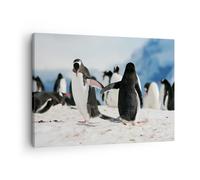 Impression sur Toile 70x50cm Tableaux Image Photo Pingouins Hiver nature neige