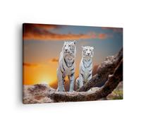 ARTTOR Tableau sur Toile Décoratif 70x50 cm Nature Animaux - 2901 | Tigres Blanc Échelle Impression sur Toile Décoration Murale Art Mural Toile Imprimée Salon Chambre Cuisine ARTTOR