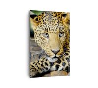 Impression sur Toile 80x120cm Tableaux Image Animaux dangereux chat sauvage