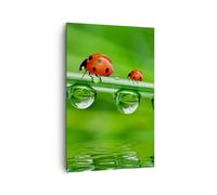 Impression sur Toile 80x120cm Tableaux Image Coccinelles eau vert environnement
