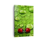 Impression sur Toile 80x120cm Tableaux Image Coccinelles herbe feuille goutte