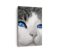 Impression sur Toile 80x120cm Tableaux Image Photo Chat animaux yeux bleus