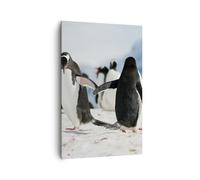 Impression sur Toile 80x120cm Tableaux Image Photo Pingouins Hiver nature neige