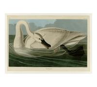 Impression sur toile de qualité supérieure - Audubon - Cygne trompettiste - Plaque 1016,2 cm - 76,2 x 101,6 cm | Prêt à être encadré | Idéal pour la décoration de la maison ou du bureau | Excellente
