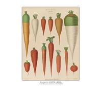 Impression Sur Toile Peinture Affiche Vintage De Légumes, De Fruits, D'études Botaniques, D'illustrations, De Chou, De Radis, Peinture Sur Toile, Tableau Mural, Décoration De Maison(UNE,50x70cm)