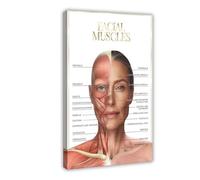 Impression sur toile représentant l'anatomie des muscles du visage - Décoration murale pour salon, chambre à coucher - 40 x 60 cm
