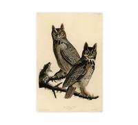 Impression sur toile représentant un hibou à cornes et oiseaux d'Amérique par John James Audubon pour la maison, l'école, le bureau, sans cadre, 50 x 75 cm