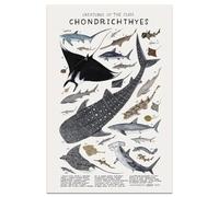 Impression sur toile représentant un requin - Affiche de guide des Chondrichthyes - Impression sur toile - Esthétique pour maison, salle de ureau, salle de bain, 40,6 x 61 cm - Sans cadre