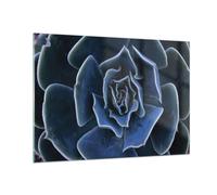 Impression sur Verre 100x70cm Tableaux Image Photo Bleu Cactus Fleur Decoration