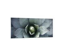 Impression sur Verre 120x50cm Tableaux Image Photo Bleu Feuilles Agave
