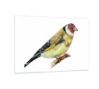Impression sur Verre 120x80cm Tableaux Image Photo Chardonneret Oiseau Aquarelle