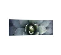 Impression sur Verre 160x50cm Tableaux Image Photo Bleu Feuilles Agave