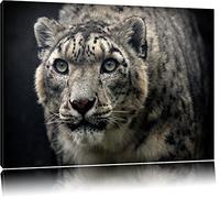 impressionnant léopard des neiges Toile, XXL photos complètement encadrée avec de grandes images de coin, art impression sur la photo murale avec cadre, moins cher que la peinture ou une peinture à l'huile, pas une affiche ou bannière