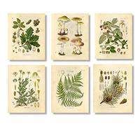 Impressions botaniques vintage | Plantes des bois par Ink Inc. | Décoration murale champignons de fleurs sauvages de la forêt | Décoration de ferme bohème | Lot de 6 20,3 x 25,4 cm sans cadre