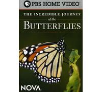 Incredible Journey of The Butterflies