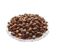 Indian Natural JadiBooti Jamalghota/Croton tiglium/Purging Croton - 200 g