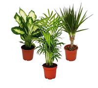 Indoor Plant Mix II Set of 3, 1x Dieffenbachia, 1x Chamaedorea (Mountain Palm) 1x Dracena Marginata (Dragon Tree), 10-12cm Pot