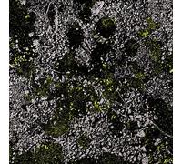 Infest the Rats Nest/Live at Red Rocks 2022/Vinyle Vert