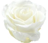 Infinity Roses Grand ø5,5-6cm Blanc 6p. - Rose éternelle, idée cadeau, déco, roses blanches