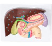 ININOSNP Modèle de Section gastrique Modèle d'anatomie du Foie Modèle duodénal hépatopancréatique Vésicule biliaire et pancréas Système digestif Science Salle de Classe médicale