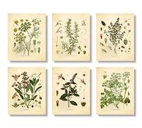 Ink Inc. Impressions botaniques vintage | Décoration murale d'herbes de cuisine thym, menthe, romarin, persil, sauge, fenouil | Lot de 6 20,3 x 25,4 cm sans cadre