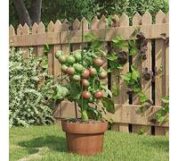 INLIFE Supports pour Plantes de Jardin 3 Anneaux 5pcs Vert 45 cm Acier