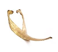 innaGLAS Feuille de Palmier FAYOLA, séchée, dorée, 130cm - Décoration Naturelle/Centre de Table