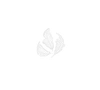 INNSPIRO Plume blanche 75 mm. 14 g.