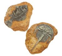 INOOMP 2 pièces Décor Terrarium Reptile Simulation Fossile Résine Paysage Créatif pour Habitat Lézard Gecko Accessoire Décoratif Sécurisé et Polyvalent pour Tortue Amphibien