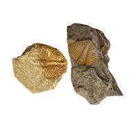 INOOMP 2 pièces Fossiles Trilobites Queue Décorative Science Enseignement Étudiant Collection Archéologie Kit Fossiles